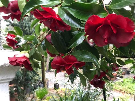 Blsck magic camellia japonica